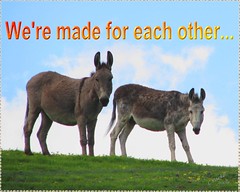 eCard Love & Friendship - donkeys- We're made for each other..