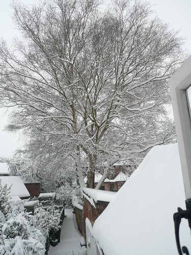 Snowy birch tree