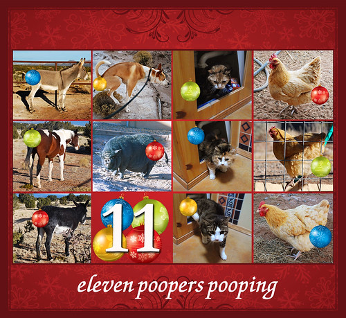 eleventh day of Petmas