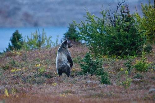 grizzly bear standing. Grizzly Bear (Ursus arctos horribilis) standing on hind legs after scenting or hearing a possible threat, at Magog Lake, Mount Assiniboine Provincial Park,