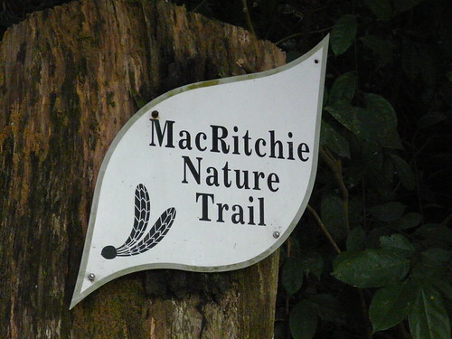MacRitchie Nature Trail