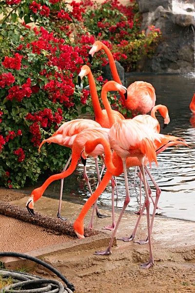 Flamingos at the Wildlife World Zoo