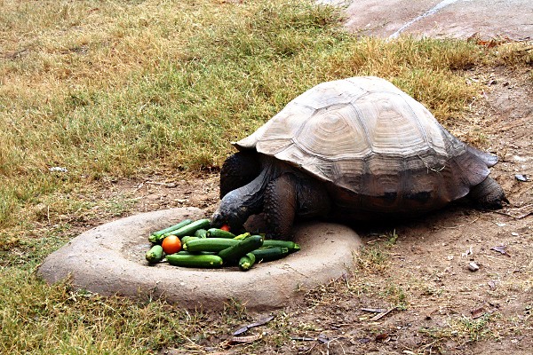 Galapagos Tortoise at the Wildlife World Zoo