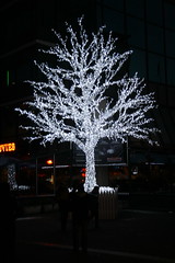Christmas lights consume tree