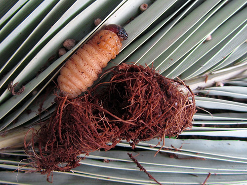 Red Palm Weevil Larva