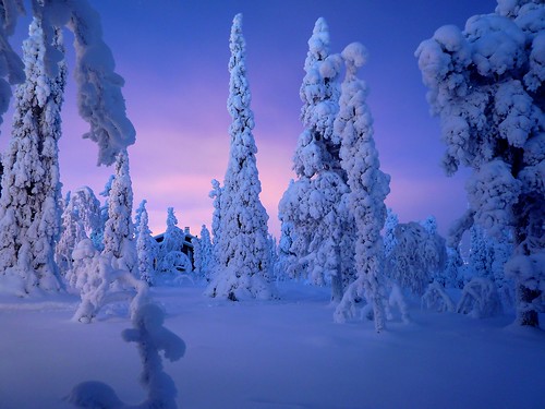 フリー写真素材|自然・風景|樹木|雪|フィンランド|