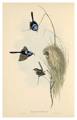 020-reyezuelo azul-The Birds of Australia  1848-John Gould- National Library of Australia Digital Collections