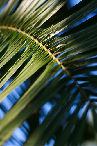 Day 61: Palm frond