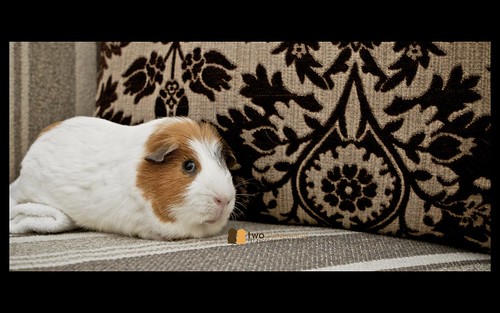 twoguineapigs pet photography guinea pig wiggley on chaise lounge pet portrait