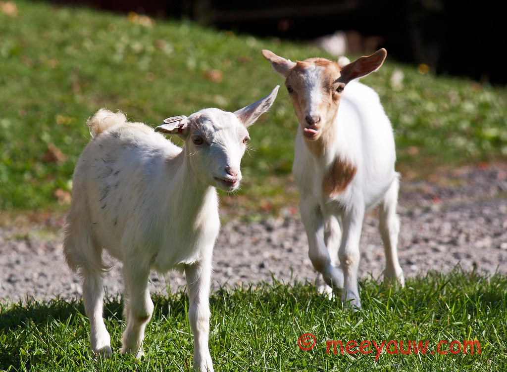 Barton Village Goats01.jpg