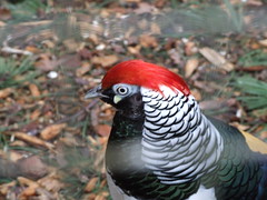 Tilgate Park - Aviary