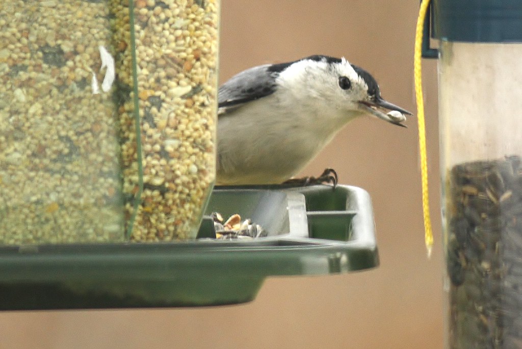 White-breasted nuthatch (13)