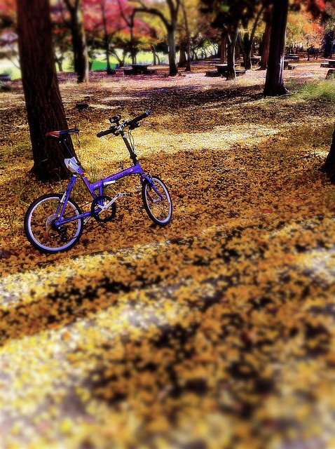 Autumn, Ginkgo, Bike