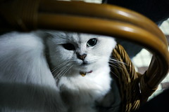 chat blanc heureux