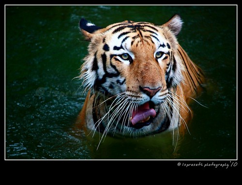 Save Tiger, Save our National Pride!