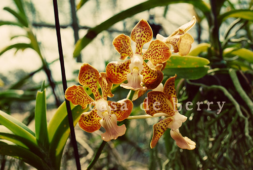 orchids7 copy