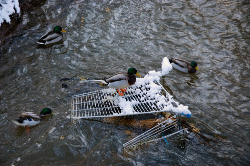 Ducks take charge of feral trolley