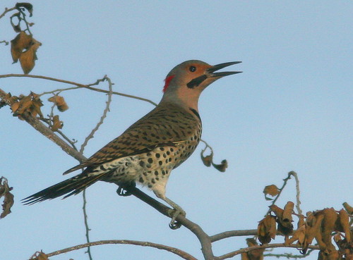 Northern (Yellow-shafted) Flicker 20101218