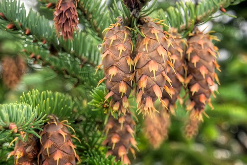 Glacier Pine Cones