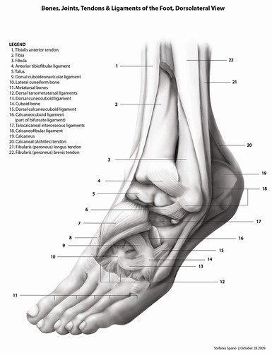tendons of foot. and Ligaments of the Foot,