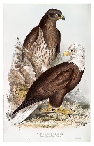 003-Águila de cabeza blanca- The birds of Europe Tomo I-1837- John Gould