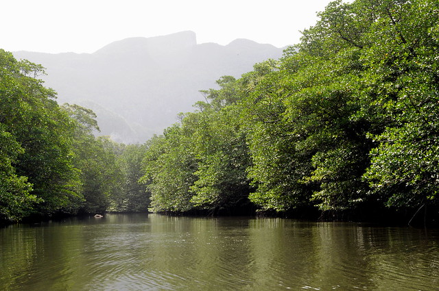 Mangrove River