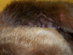 Baby tamandua nose
