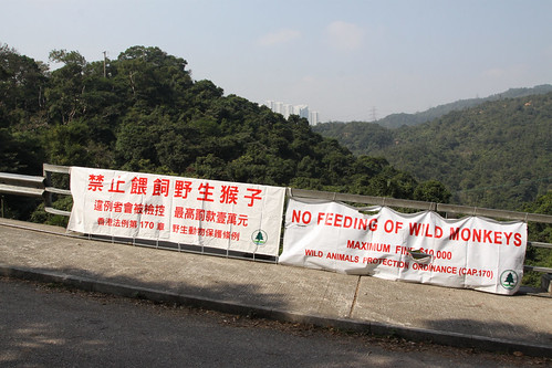'No feeding of wild monkeys: maximum fine $10,000'