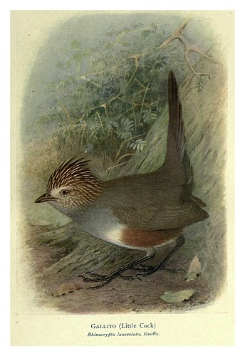 004-Gallito-Birds of La Plata 1920- William Henry Hudson 