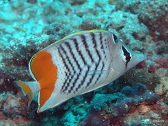Seychelles butterflyfish - Maldives