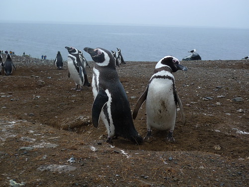 Isla Magdalena Magellanic Penguin colony
