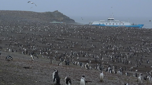 Isla Magdalena Magellanic Penguin colony