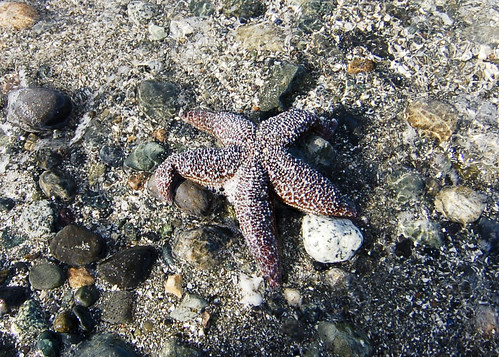 Giant starfish at Mukilteo