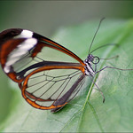 Greta Oto, the Glasswing Butterfly
