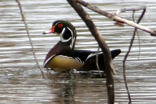 wood duck large 2 2011