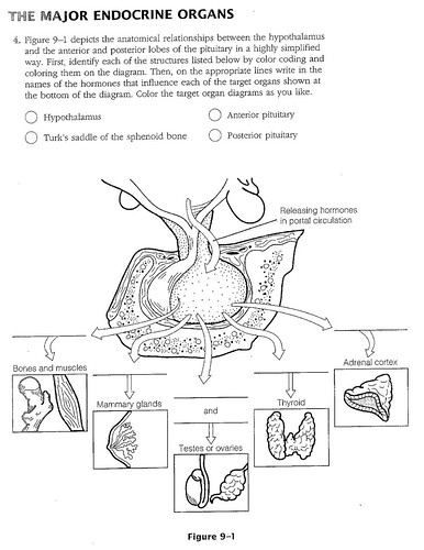 human digestive system diagram. human digestive system diagram