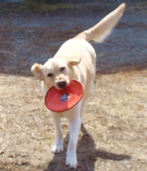 Frisbee, FUN, Finally!