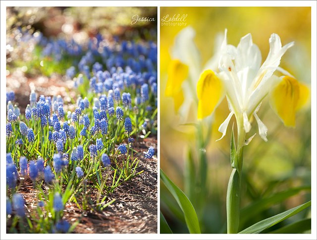 Duke Flowers, Yellow Iris and Blue Flowers