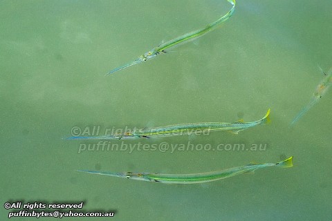 Spot-tailed Needlefish - Strongylura strongylura