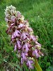 Wild Orchid - Barlia Robertiana