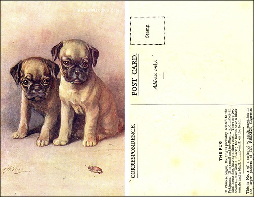 Pug - Cigarette Card