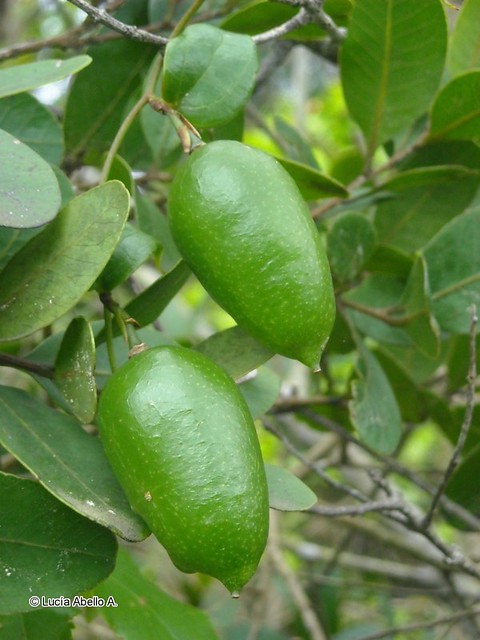 Frutos del Copihue (<i>Lapageria rosea</i>) al inicio de su maduracin, y por ende de tonalidad verde. Ms tarde al ir madurando el color se torna amarillento.