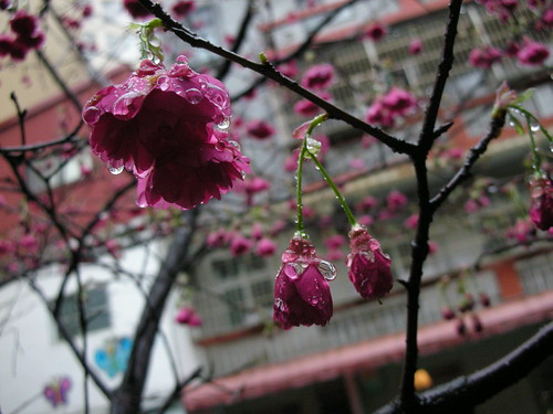 充滿雨珠的櫻花