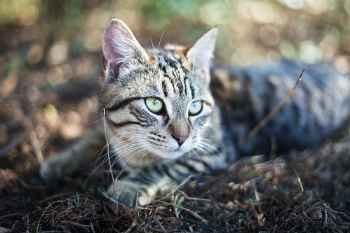 フリー写真素材|動物|哺乳類|ネコ科|猫・ネコ|