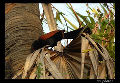 The Greater Coucal by crsphotos