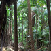 IMG_8764 rainforest