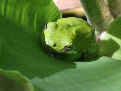 Tree Frog 20110313