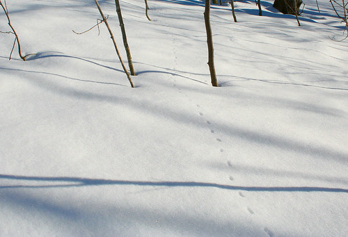 snow shadows 2011-03-06 005