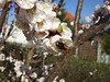 Aprikosenblüte (20110320_5691)