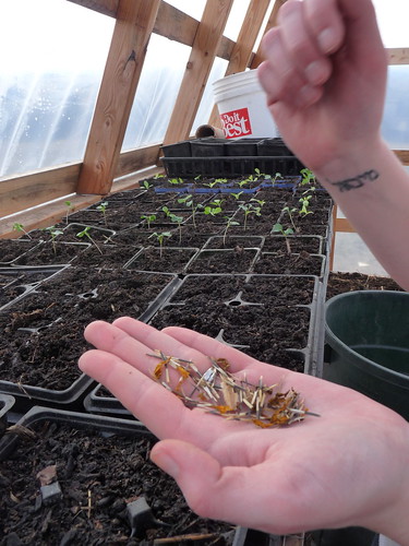 Planting in the greenhouse.